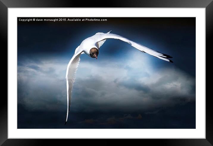 Flight of the Gull Framed Mounted Print by dave mcnaught