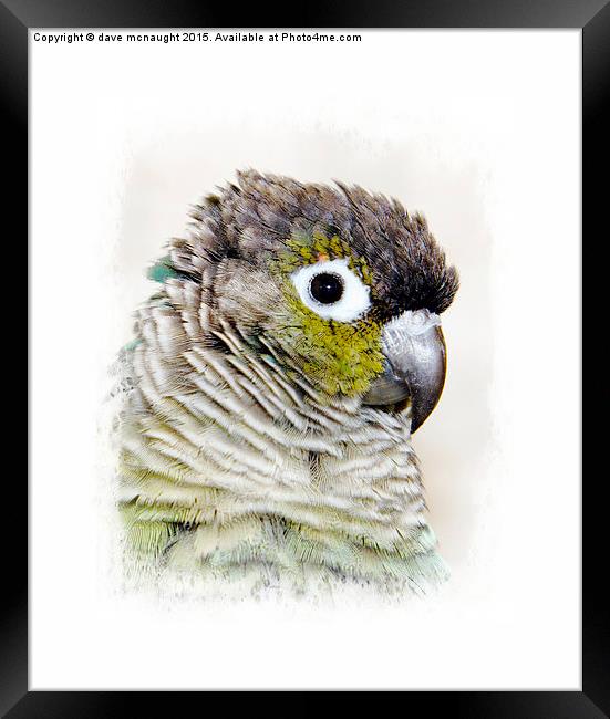  Greencheek Conure Framed Print by dave mcnaught