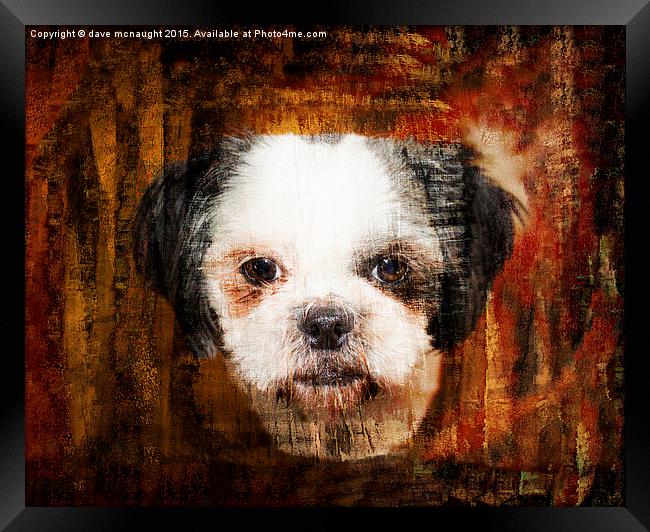  Shih Tzu Dog Framed Print by dave mcnaught