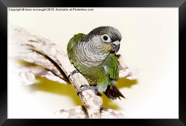  Greencheek Conure Framed Print by dave mcnaught