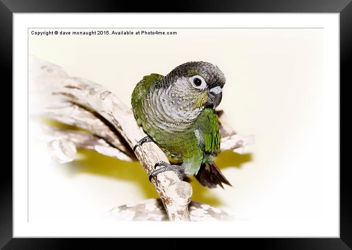  Greencheek Conure Framed Mounted Print by dave mcnaught