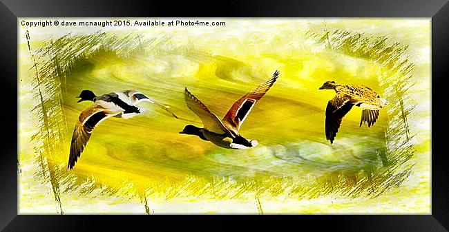 Three Ducks Framed Print by dave mcnaught