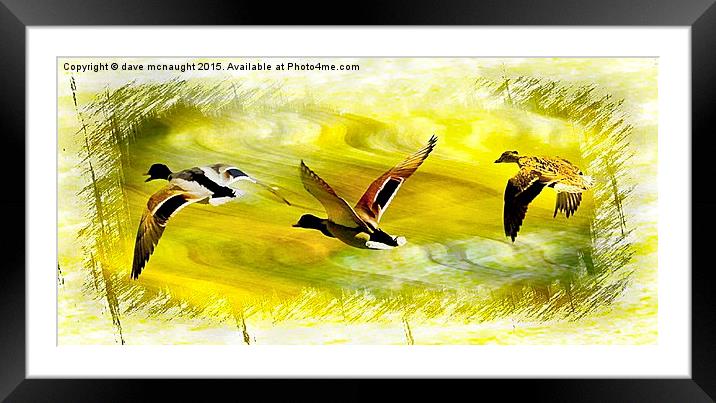 Three Ducks Framed Mounted Print by dave mcnaught