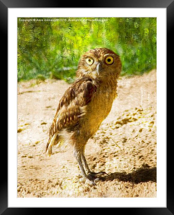  Burrowing Owl Framed Mounted Print by dave mcnaught