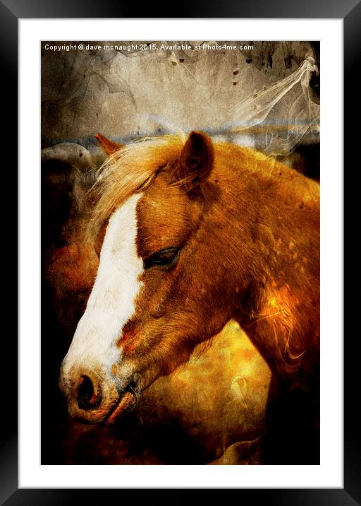  Chestnut Horse Framed Mounted Print by dave mcnaught