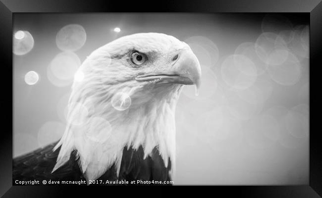 Black and White Eagle  Framed Print by dave mcnaught