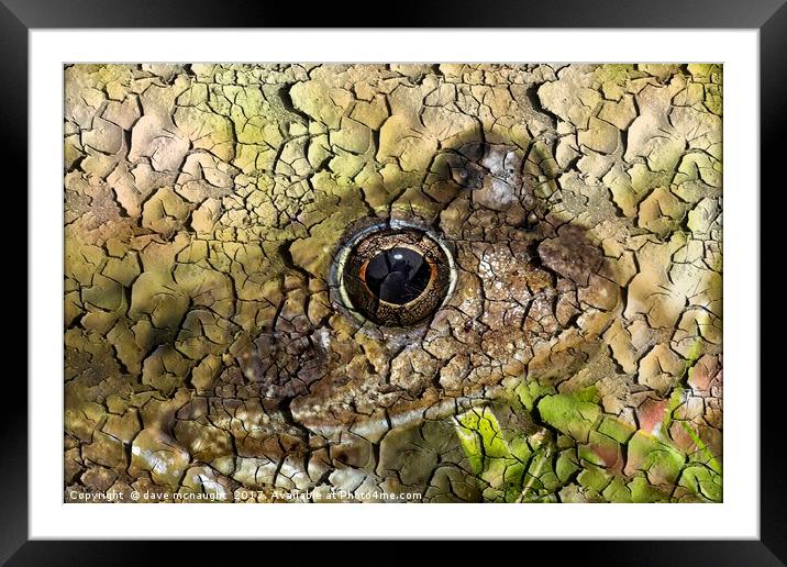 Tree Frog Framed Mounted Print by dave mcnaught