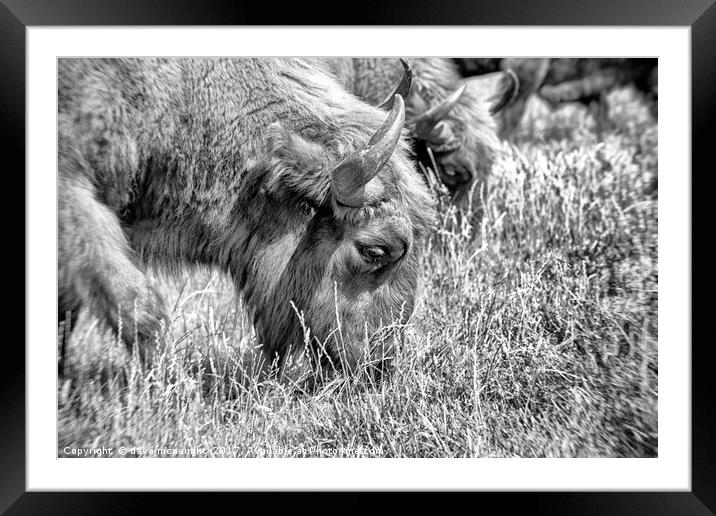 Grazing Framed Mounted Print by dave mcnaught