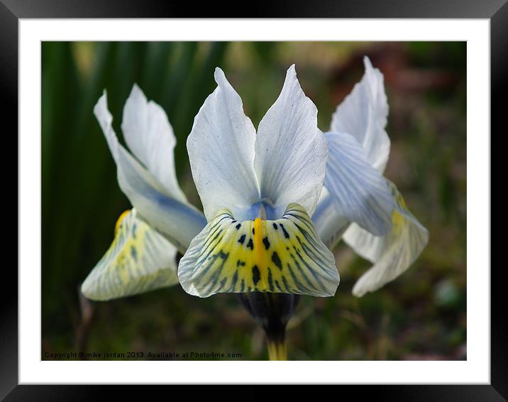 White Iris Framed Mounted Print by mike jordan
