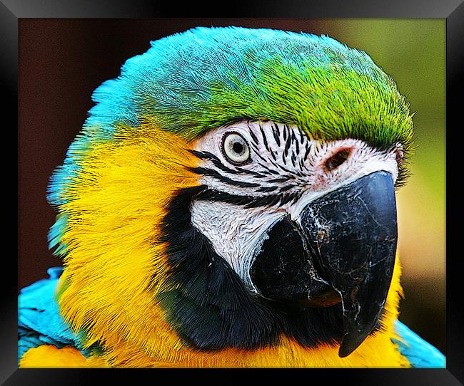 Magnificent Macaw Framed Print by Rachel & Martin Pics