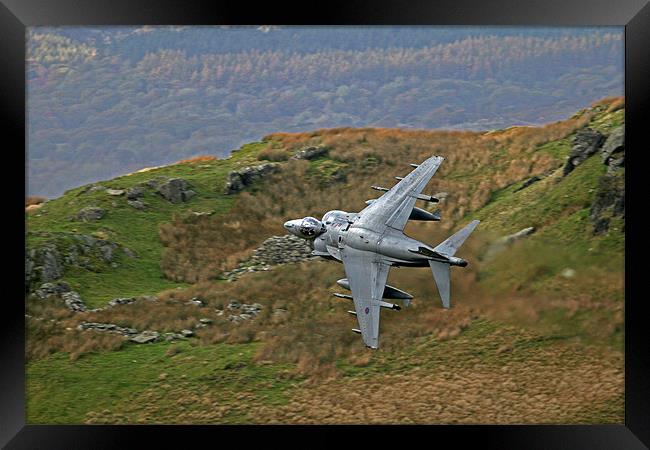 Harrier low level Framed Print by Rachel & Martin Pics