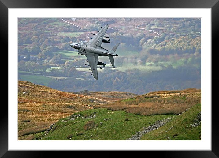 Low level harrier Framed Mounted Print by Rachel & Martin Pics