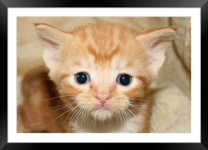 Cute Ginger kitten Framed Mounted Print by Rachel & Martin Pics