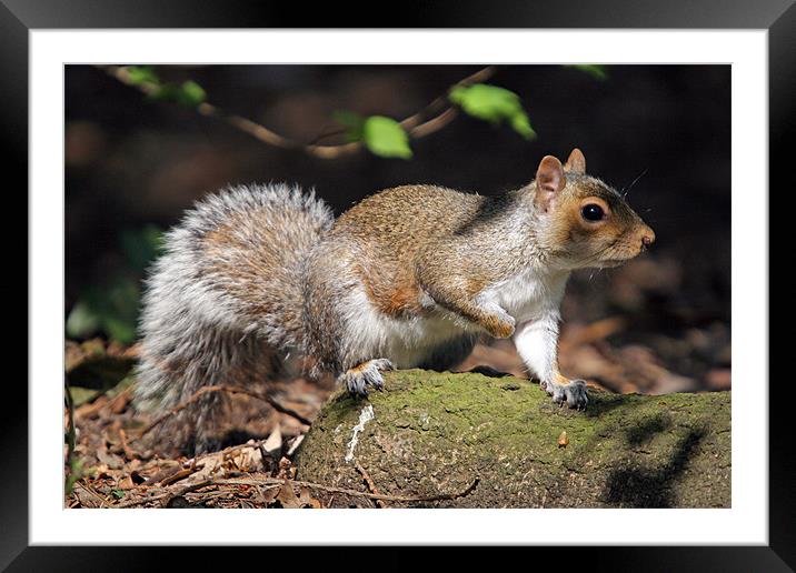 Squirrel Framed Mounted Print by Rachel & Martin Pics
