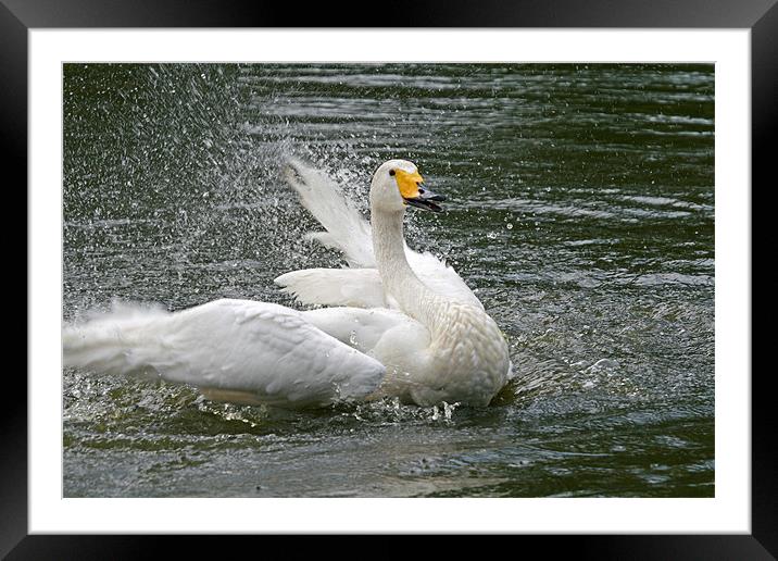 Splashing swan Framed Mounted Print by Rachel & Martin Pics