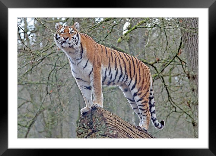 Tiger Framed Mounted Print by Rachel & Martin Pics