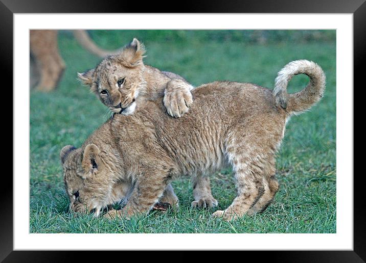 Come and play Framed Mounted Print by Rachel & Martin Pics