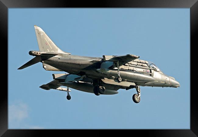 RAF Harrier hovering Framed Print by Rachel & Martin Pics