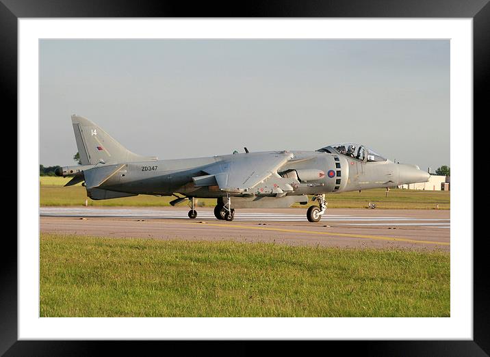 Harrier lining up Framed Mounted Print by Rachel & Martin Pics