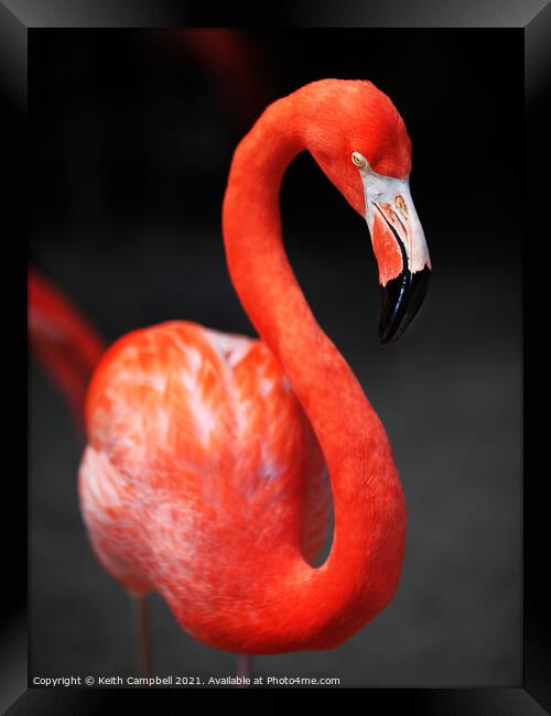 Flamingo Framed Print by Keith Campbell