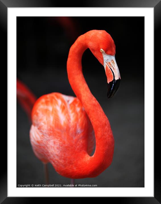 Flamingo Framed Mounted Print by Keith Campbell