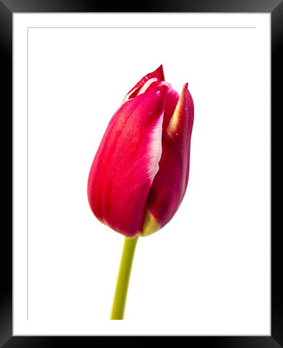 Tulip Framed Mounted Print by Keith Campbell