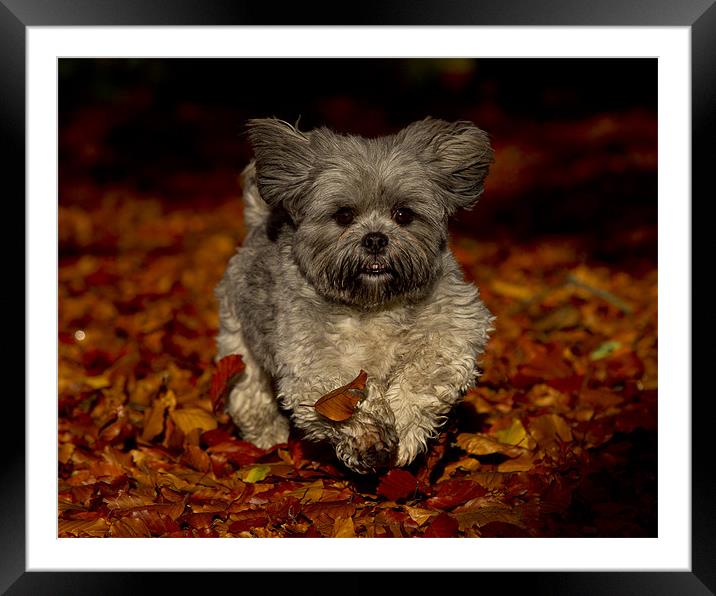 Playing in the leaves Framed Mounted Print by Keith Campbell