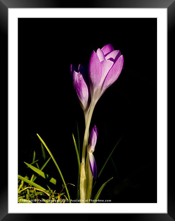 Pink Crocus Framed Mounted Print by Keith Campbell