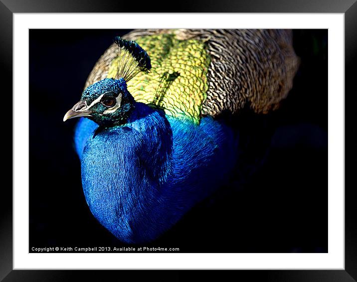 Peacock Framed Mounted Print by Keith Campbell