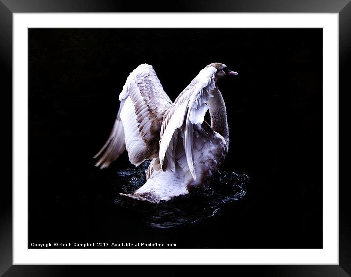 Swan Angel Framed Mounted Print by Keith Campbell