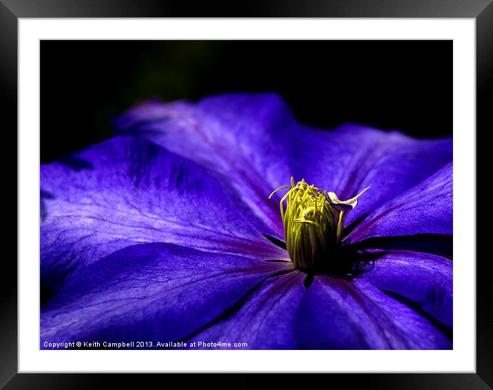 Purple Clematis Framed Mounted Print by Keith Campbell