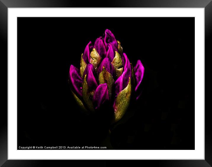 Pink rhododendron Framed Mounted Print by Keith Campbell