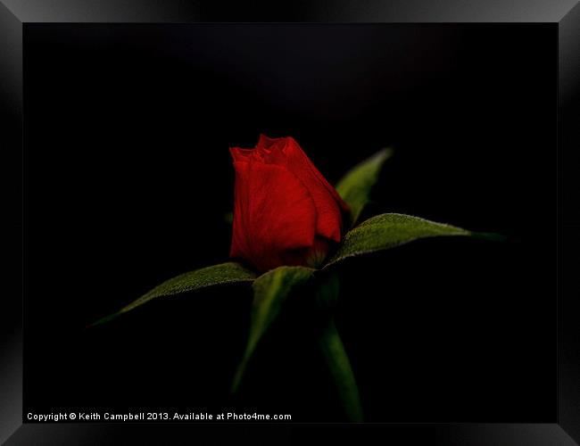Red Rosebud Framed Print by Keith Campbell
