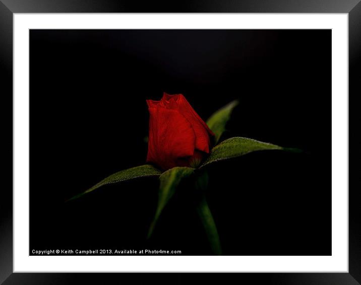 Red Rosebud Framed Mounted Print by Keith Campbell