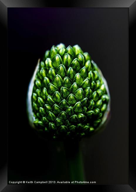 Allium Seed-head Framed Print by Keith Campbell