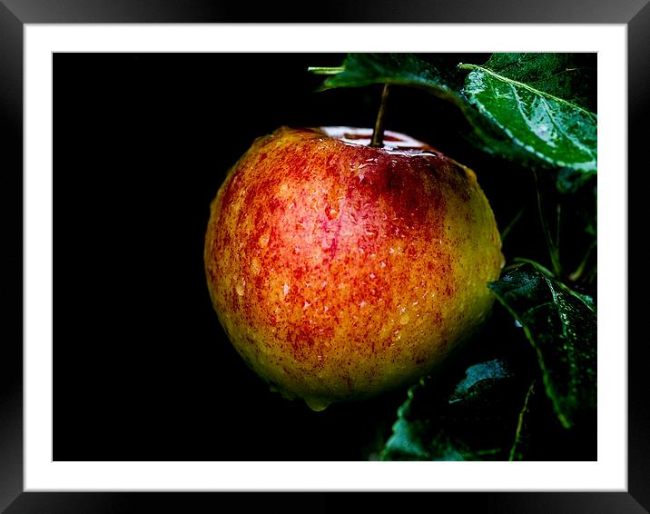 The Last Apple Framed Mounted Print by Keith Campbell
