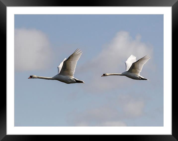 Swan formation. Framed Mounted Print by Keith Campbell