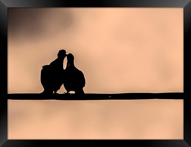A Peck on the Cheek Framed Print by Keith Campbell