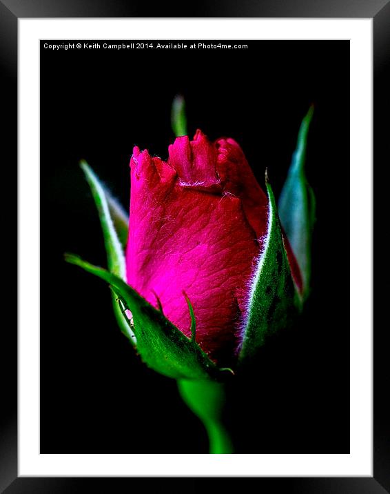  New Rosebud Framed Mounted Print by Keith Campbell