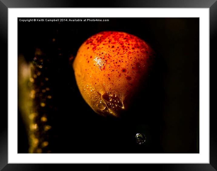  Juicy Apricot Framed Mounted Print by Keith Campbell