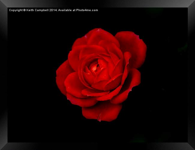  Red Rose - simplistic love Framed Print by Keith Campbell