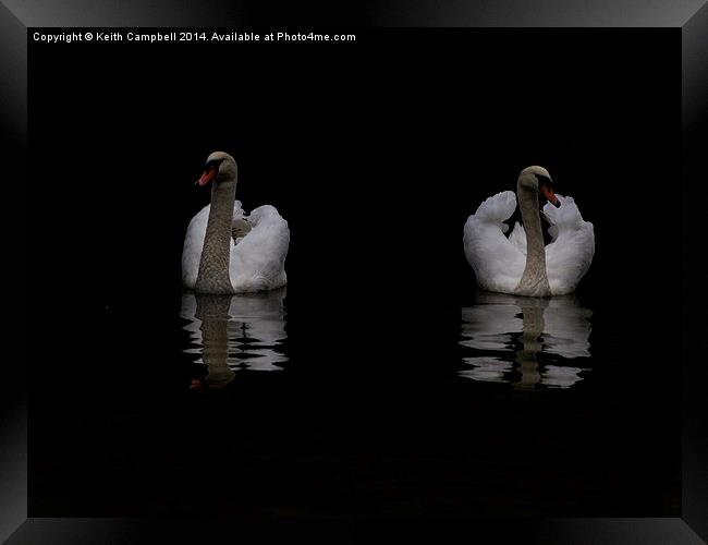  Swans in Lincoln Framed Print by Keith Campbell