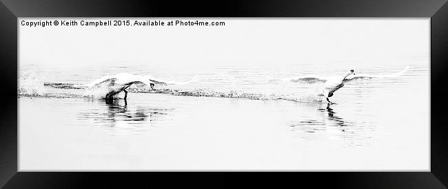Swan Launch  Framed Print by Keith Campbell