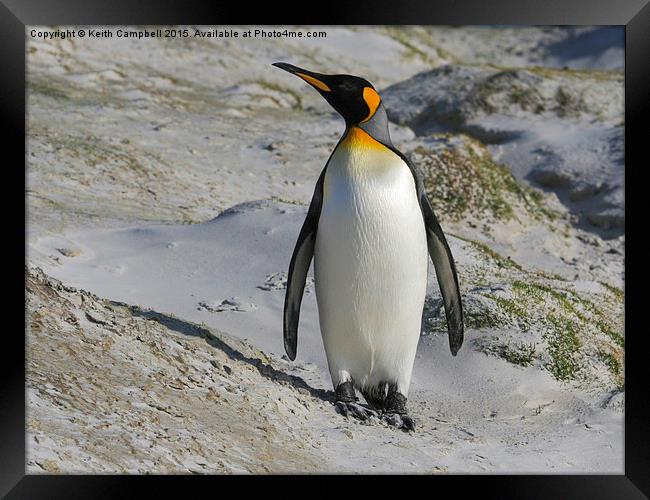  King Penguin Framed Print by Keith Campbell