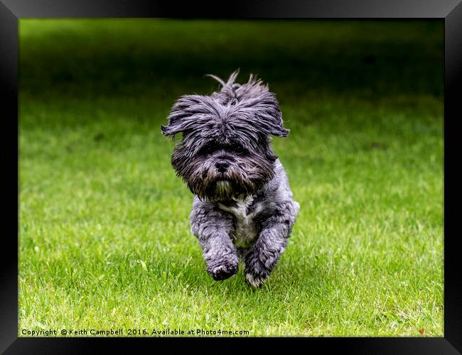 Rosie the Shih Tzu running  Framed Print by Keith Campbell