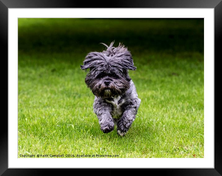 Rosie the Shih Tzu running  Framed Mounted Print by Keith Campbell