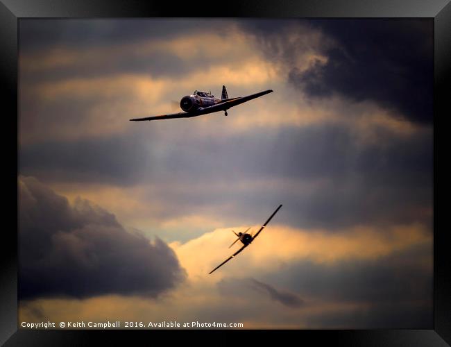 Harvard pair tailchase Framed Print by Keith Campbell