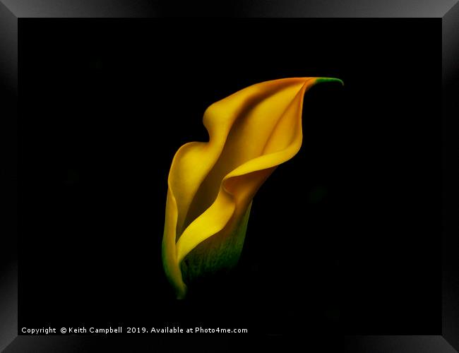 Yellow Lily Framed Print by Keith Campbell