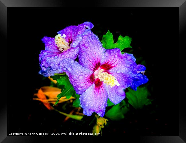 Hibiscus with raindrops Framed Print by Keith Campbell