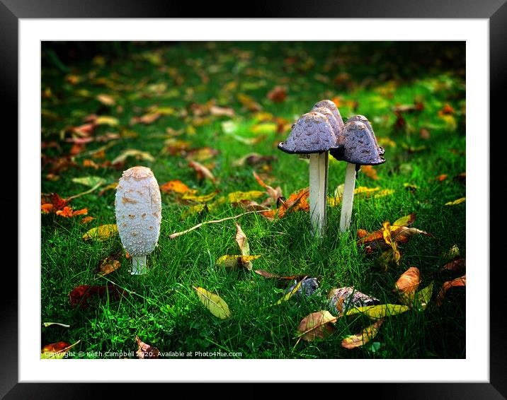 Fungi Framed Mounted Print by Keith Campbell